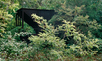 Canon AE-1 Program